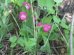 Cypripedium macranthos