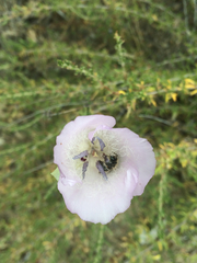 Calochortus splendens