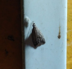 Lepidoptera