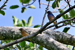 Passerina rositae