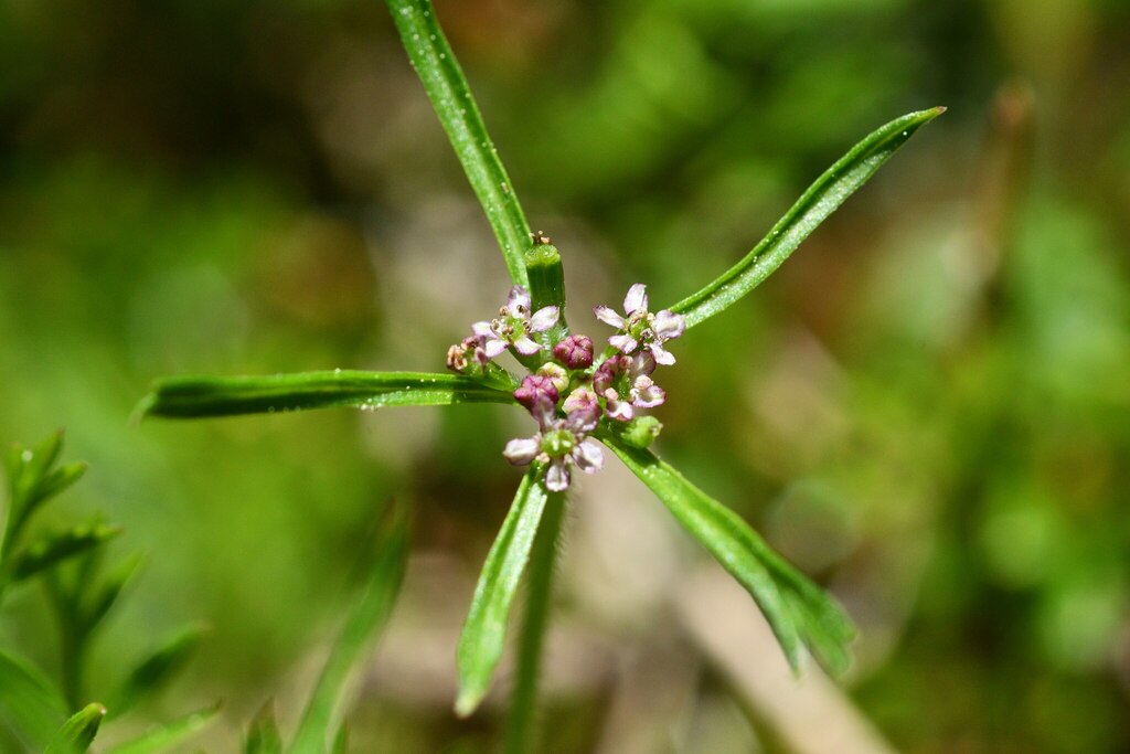 Chaerophyllum involucratum