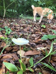 Leucocoprinus fragilissimus image