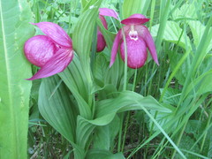 Cypripedium macranthos