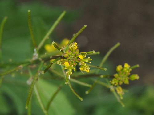 Rorippa indica