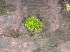 Bryopsida
