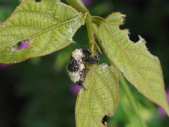 Sternuchopsis trifida