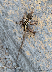 Ophisops elegans
