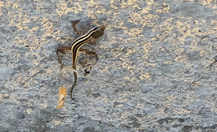 Ophisops elegans