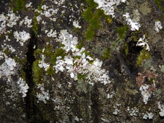 Fungi