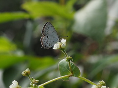 Megisba malaya sikkima