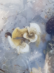 Padina pavonica