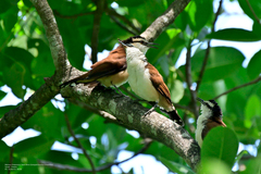 Campylorhynchus chiapensis