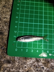 Opsariichthys evolans