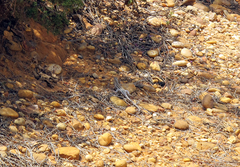 Acanthodactylus erythrurus