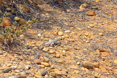 Acanthodactylus erythrurus