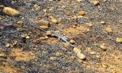 Acanthodactylus erythrurus