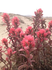 Castilleja affinis affinis