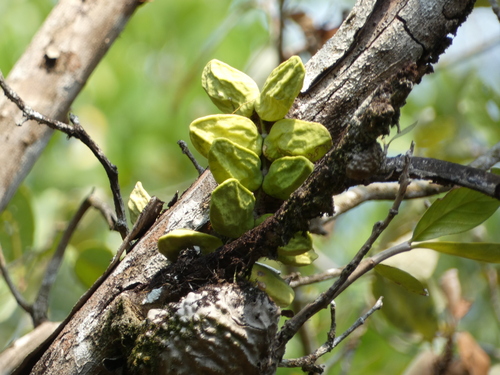 Image of Dischidia major by (c) luluchouette, some rights reserved (CC BY)