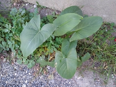 Arum maculatum