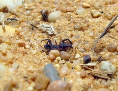 Gluvia dorsalis