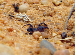 Gluvia dorsalis