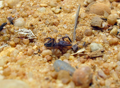 Gluvia dorsalis