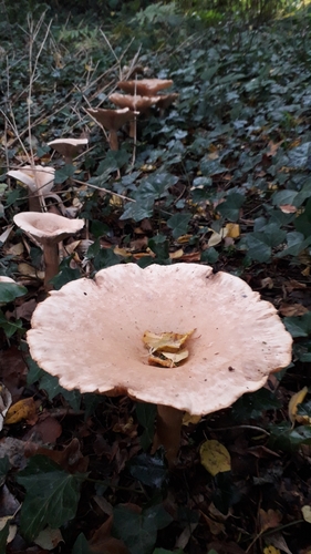 Infundibulicybe geotropa image