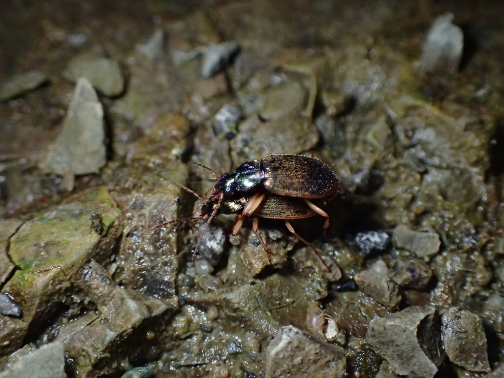Chlaenius inops in May 2023 by renshuchu · iNaturalist