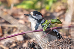 Dendrocopos major