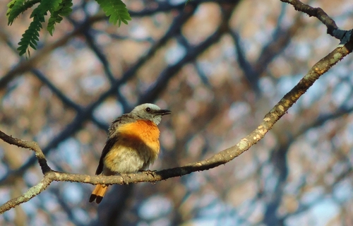 Miombo Rock Thrush (Monticola angolensis), photo 8