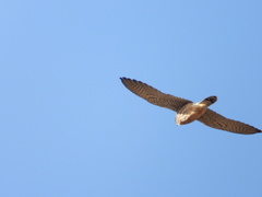 Falco tinnunculus