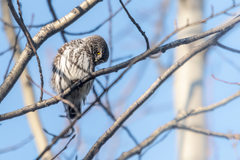 Glaucidium passerinum