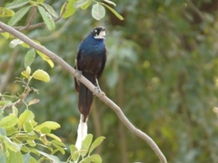 Lamprotornis caudatus