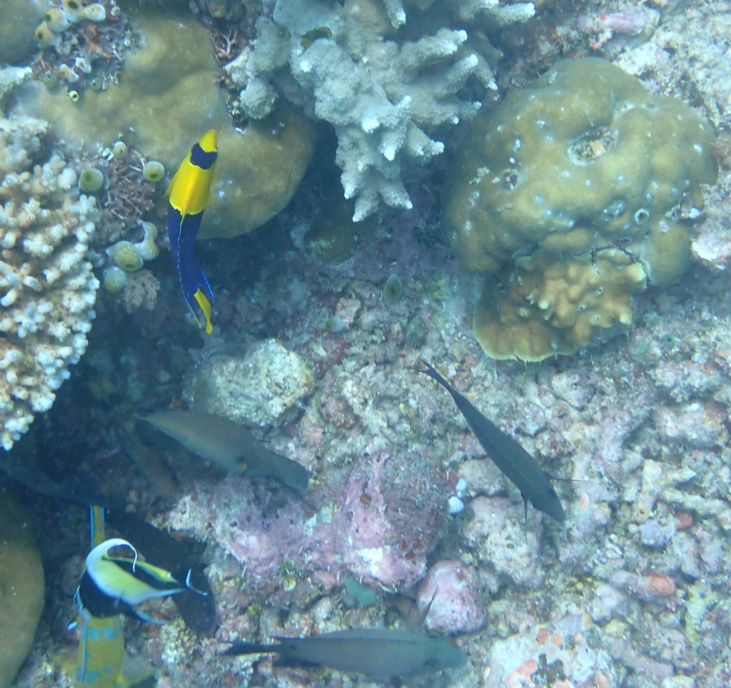 Twospot surgeonfish