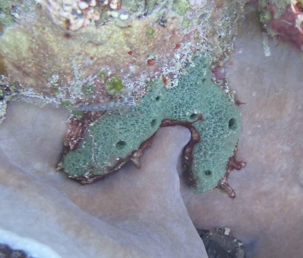 Immagine rappresentativa del genere Amphimedon