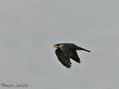 Accipiter nisus
