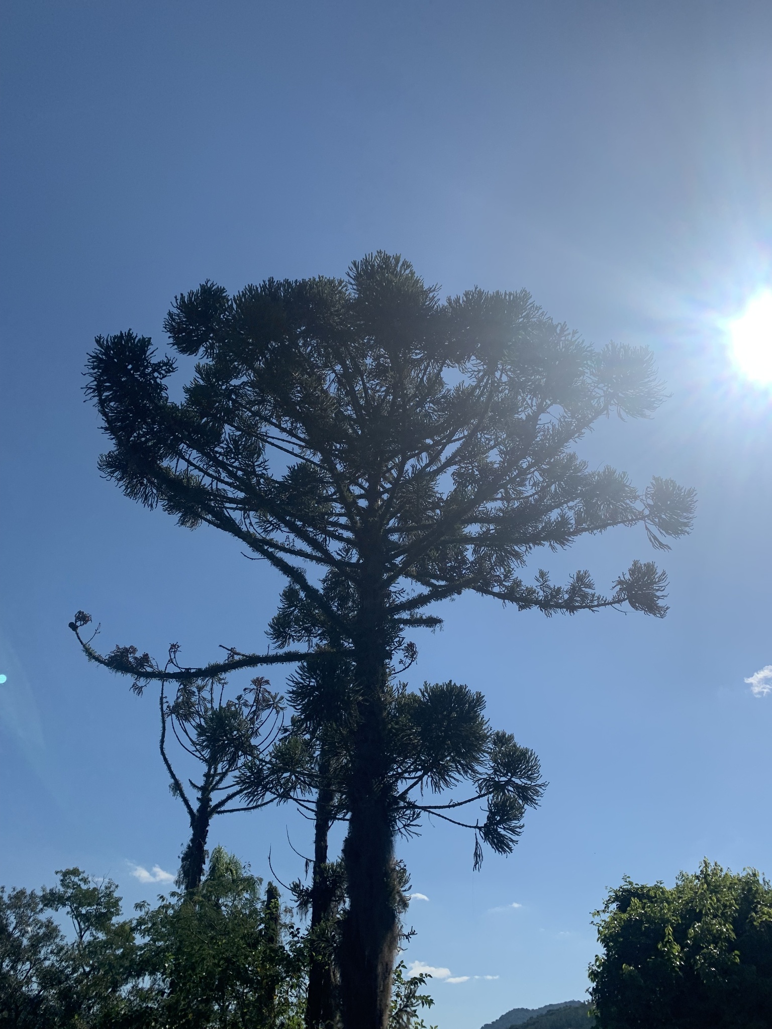 Araucaria angustifolia