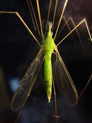 Leptotarsus virescens