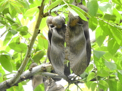 Centrolobium tomentosum