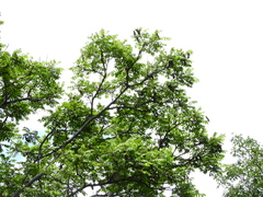 Centrolobium tomentosum