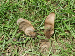 Centrolobium tomentosum