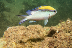 Chromis nitida
