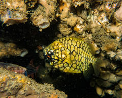 Cleidopus gloriamaris