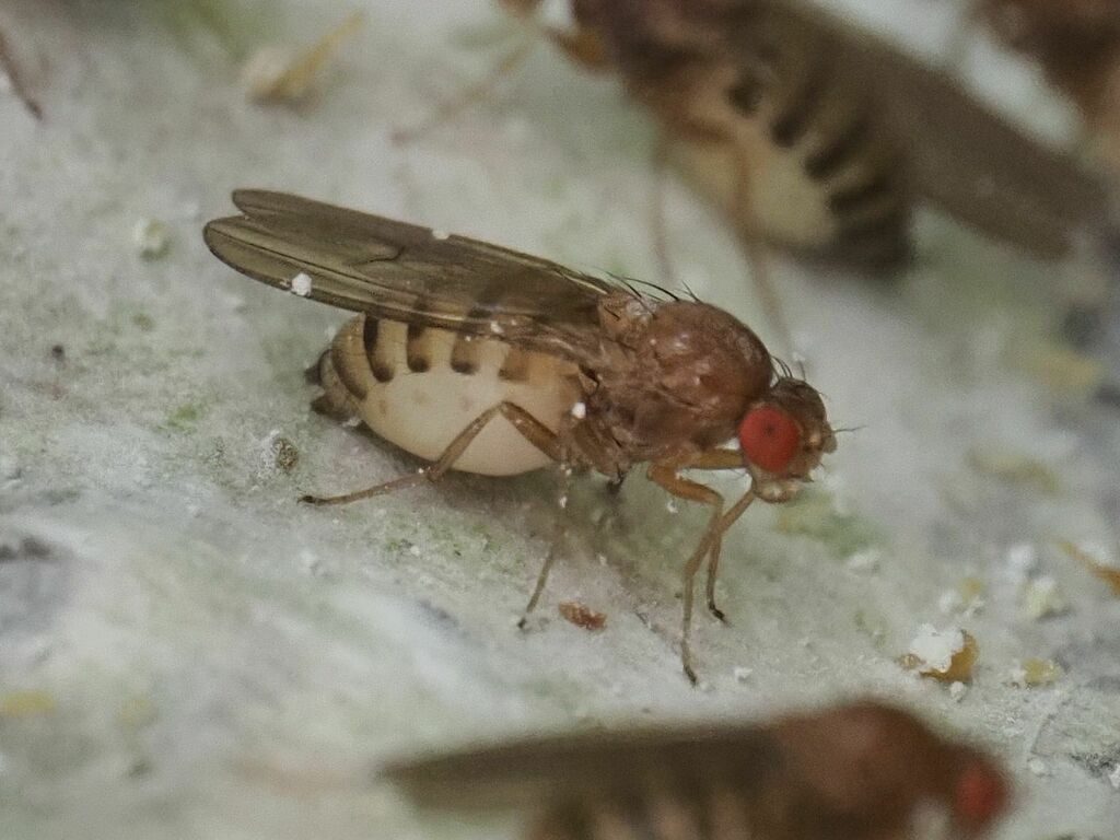 Hirtodrosophila cameraria