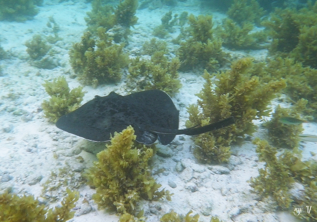 Round ribbontail ray among seaweed on sand in the Seychelles