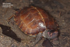 Heosemys spinosa