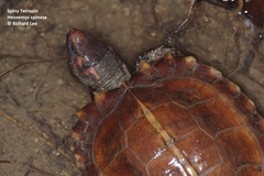 Heosemys spinosa