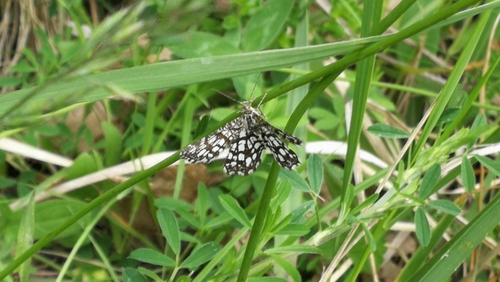 Listnatka ďatelinová (Chiasmia clathrata)