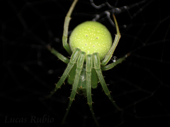 Araneus uniformis