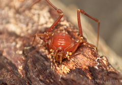 Krateromaspis dilatata